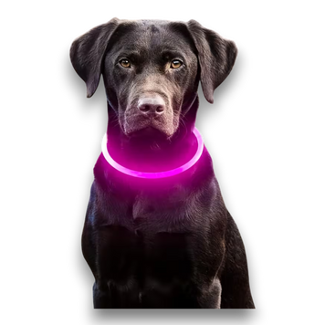 Неоновий LED-нашийник для собак (USB) D0009pinks фото